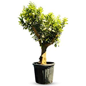 Oranger XXL Citrus Sinensis Arbre fruitier 180 cm arbre de 25 ans - Publicité