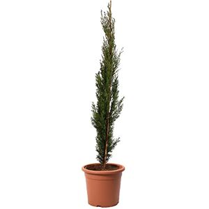 KENTIS - Cupressus Sempervirens Totem - 80-100 cm - Plant - Publicité KENTIS - Cupressus Sempervirens Totem - 80-100 cm - Plant - Publicité