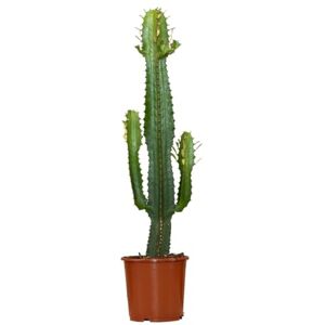 Bloomique Euphorbia Acrurensis Euphorbe Cactus Cowboy Plante cactus Plantes d’intérieur Hauteur 60-70 cm Pot 17 cm - Publicité Bloomique Euphorbia Acrurensis Euphorbe Cactus Cowboy Plante cactus Plantes d’intérieur Hauteur 60-70 cm Pot 17 cm - Publicité
