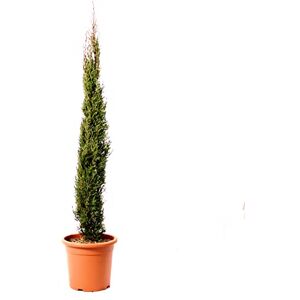 Kentis Cupressus Sempervirens Totem avec Décoration de Vase en Jute Cyprès Plante de haie persistante H 125-150 cm Pot de Culture Ø 24 cm avec Jute - Publicité Kentis Cupressus Sempervirens Totem avec Décoration de Vase en Jute Cyprès Plante de haie persistante H 125-150 cm Pot de Culture Ø 24 cm avec Jute - Publicité