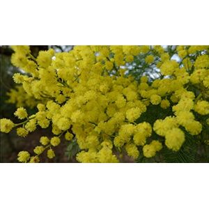 SVI Nouveau jardin des plantes 10 Graines GOLDEN MIMOSA Acacia Baileyana Jaune Wattle Graines Arbre à fleurs - Publicité