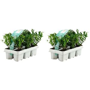 Bloomique Lot de 2 Ilex crenata Jenny Houx japonais Feuillage Persistant Rustique Compact Hauteur 10-20 cm Motte 6 cm - Publicité Bloomique Lot de 2 Ilex crenata Jenny Houx japonais Feuillage Persistant Rustique Compact Hauteur 10-20 cm Motte 6 cm - Publicité