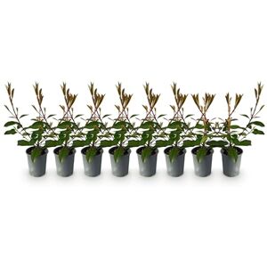 Green BoutiQ GreenboutiQ Plantes de haie Photinia fraseri Red Robin feuillage rouge vert 8 plantes 1 mètre linéaire persistant pot 9cm hauteur 30-35cm - Publicité Green BoutiQ GreenboutiQ Plantes de haie Photinia fraseri Red Robin feuillage rouge vert 8 plantes 1 mètre linéaire persistant pot 9cm hauteur 30-35cm - Publicité