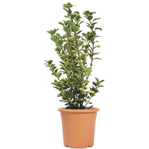 Kentis Euonymus Japonicus Aurea Plantes d'Extérieur Plantes de Haie H 50-60 cm Pot de Culture Ø 20 cm - Publicité Kentis Euonymus Japonicus Aurea Plantes d'Extérieur Plantes de Haie H 50-60 cm Pot de Culture Ø 20 cm - Publicité