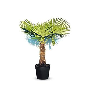 Sunnytree Palmier – TRACHYCARPUS FORTUNEI – Palmier de chanvre – Hauteur de tige : 60-80 cm – 200 cm avec pot – A+ - Publicité