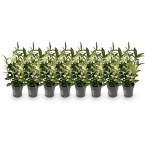 Green BoutiQ GreenboutiQ Plantes de haie Euonymus japonica Paloma Blanca Feuilles Vertes et Blanches 8 Plantes 1 Mètre Linéaire Persistant Pot de 9 cm Hauteur 30cm - Publicité Green BoutiQ GreenboutiQ Plantes de haie Euonymus japonica Paloma Blanca Feuilles Vertes et Blanches 8 Plantes 1 Mètre Linéaire Persistant Pot de 9 cm Hauteur 30cm - Publicité