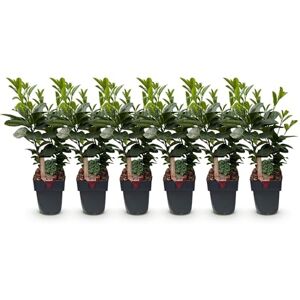 Green BoutiQ GreenboutiQ Plantes de haie Prunus laurocerasus Etna feuillage vert 6 plantes 1 mètre linéaire persistant pot de 17 cm de hauteur 50 cm - Publicité Green BoutiQ GreenboutiQ Plantes de haie Prunus laurocerasus Etna feuillage vert 6 plantes 1 mètre linéaire persistant pot de 17 cm de hauteur 50 cm - Publicité