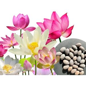WALWI 30 pcs. Premium graines de fleurs de lotus 3 couleurs Bonsai graines de lotus Nelumbo nucifera étang jardin plante aquatique - Publicité WALWI 30 pcs. Premium graines de fleurs de lotus 3 couleurs Bonsai graines de lotus Nelumbo nucifera étang jardin plante aquatique - Publicité