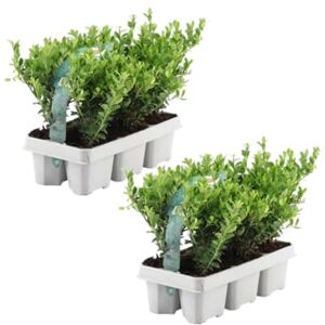 Plants by Frank 12 Plantes de houx du Japon Ilex crenata ‘Jenny’ Ø 7 cm, 15 cm Plantes de haie rustiques Alternative au buis Arbuste persistant Plantes d’extérieur Jardin - Publicité Plants by Frank 12 Plantes de houx du Japon Ilex crenata ‘Jenny’ Ø 7 cm, 15 cm Plantes de haie rustiques Alternative au buis Arbuste persistant Plantes d’extérieur Jardin - Publicité