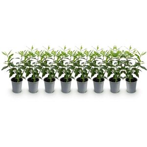 Green BoutiQ Plantes de haie Prunus lusitanica Angustifolia feuillage vert 8 plantes 1 mètre linéaire persistant pot 9cm hauteur 30-35cm - Publicité Green BoutiQ Plantes de haie Prunus lusitanica Angustifolia feuillage vert 8 plantes 1 mètre linéaire persistant pot 9cm hauteur 30-35cm - Publicité
