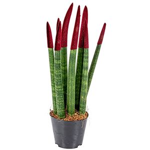 Bloomique - Sansevieria Velvet Touch - 35 cm - 9 cm pot - Plante - Publicité Bloomique - Sansevieria Velvet Touch - 35 cm - 9 cm pot - Plante - Publicité