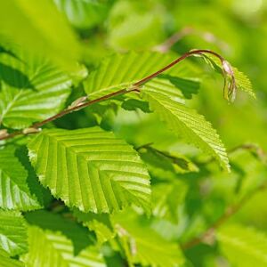 Green BoutiQ GreenboutiQ Plantes de haie Carpinus betulus feuillage vert 6 plantes 1 mètre linéaire à feuilles caduques pot 17cm hauteur 55cm - Publicité Green BoutiQ GreenboutiQ Plantes de haie Carpinus betulus feuillage vert 6 plantes 1 mètre linéaire à feuilles caduques pot 17cm hauteur 55cm - Publicité