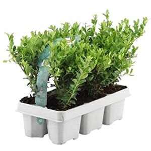 Plants by Frank 6 Plantes de houx du Japon Ilex crenata ‘Jenny’ Ø 7 cm, 15 cm Plantes de haie rustiques Alternative au buis Arbuste persistant Plantes d’extérieur Jardin - Publicité Plants by Frank 6 Plantes de houx du Japon Ilex crenata ‘Jenny’ Ø 7 cm, 15 cm Plantes de haie rustiques Alternative au buis Arbuste persistant Plantes d’extérieur Jardin - Publicité