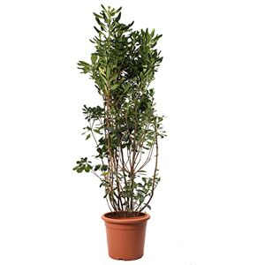KENTIS - Pittosporum Tobira - Hauteur 125-150 cm - Plante - Publicité KENTIS - Pittosporum Tobira - Hauteur 125-150 cm - Plante - Publicité