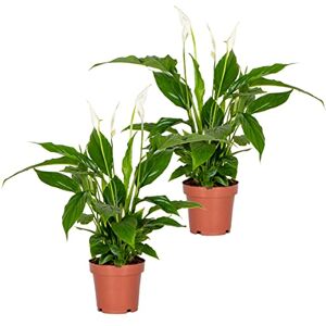 Bloomique - Spathiphyllum Torelli - 12 cm - Houseplant - Publicité Bloomique - Spathiphyllum Torelli - 12 cm - Houseplant - Publicité