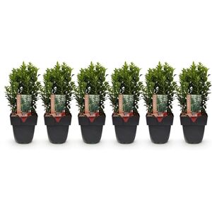 Green BoutiQ GreenboutiQ Plantes de haie Euonymus japonica Green Spire feuilles vertes 6 plantes 1 mètre linéaire persistant pot de 17 cm hauteur 40 cm - Publicité Green BoutiQ GreenboutiQ Plantes de haie Euonymus japonica Green Spire feuilles vertes 6 plantes 1 mètre linéaire persistant pot de 17 cm hauteur 40 cm - Publicité