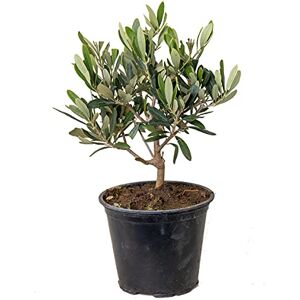 Bloomique - Olea europaea - Olive tree - 14 cm pot - Plante - Publicité Bloomique - Olea europaea - Olive tree - 14 cm pot - Plante - Publicité