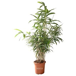 Kentis Bambusa Metake Pseudosasa Japonica Bambou Plante Verte d’éxterieur Plante de Haie H 100-120 cm Pot de Ø 24 cm - Publicité Kentis Bambusa Metake Pseudosasa Japonica Bambou Plante Verte d’éxterieur Plante de Haie H 100-120 cm Pot de Ø 24 cm - Publicité