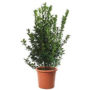 Kentis Euonymus Japonicus Evonyme japonais Plantes de haie d'extérieur Vraies Plantes Vertes Naturelles de Jardin Résistantes H 100-125 cm Pot Ø 30 cm - Publicité Kentis Euonymus Japonicus Evonyme japonais Plantes de haie d'extérieur Vraies Plantes Vertes Naturelles de Jardin Résistantes H 100-125 cm Pot Ø 30 cm - Publicité