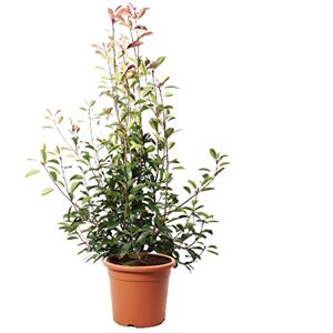 KENTIS Photinia × Fraseri Red Robin - 150-175 cm - Pot Ø30 cm - Plante - Publicité KENTIS Photinia × Fraseri Red Robin - 150-175 cm - Pot Ø30 cm - Plante - Publicité
