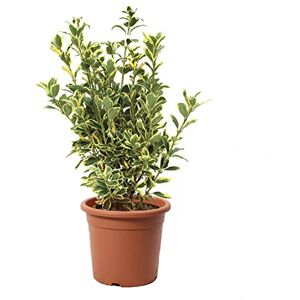 Kentis Euonymus Japonicus Bravo Fusain du Japon Plante Vraie Extérieur Jardin Plantes de Haie Balcon Terrasse H 50/60 cm Pot Ø 20 cm - Publicité Kentis Euonymus Japonicus Bravo Fusain du Japon Plante Vraie Extérieur Jardin Plantes de Haie Balcon Terrasse H 50/60 cm Pot Ø 20 cm - Publicité