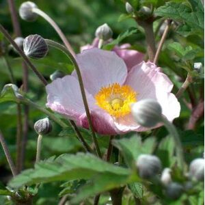 6x Anémone du Japon Anemone tomentosa ‘Robustissima’ Godet 9x9cm - Publicité 6x Anémone du Japon Anemone tomentosa ‘Robustissima’ Godet 9x9cm - Publicité