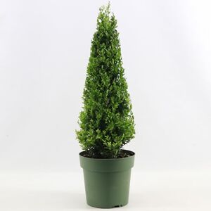 GardenersDream Ilex Pyramide Jenny – Plante de haie persistante rustique et facile d’entretien – Arbuste toute l’année pour bordures et topiaires - Publicité GardenersDream Ilex Pyramide Jenny – Plante de haie persistante rustique et facile d’entretien – Arbuste toute l’année pour bordures et topiaires - Publicité