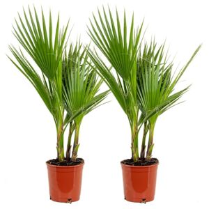Bloomique Lot de 2 Washingtonia Robusta Palmier éventail mexicain Palmier rustique Plantes de jardin Hauteur 60-80 cm Pot 17 cm - Publicité Bloomique Lot de 2 Washingtonia Robusta Palmier éventail mexicain Palmier rustique Plantes de jardin Hauteur 60-80 cm Pot 17 cm - Publicité