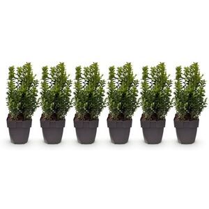 Green BoutiQ GreenboutiQ Plantes de haie Buxus sempervirens feuillage vert 6 plantes 1 mètre linéaire persistant pot 17cm hauteur 45cm - Publicité Green BoutiQ GreenboutiQ Plantes de haie Buxus sempervirens feuillage vert 6 plantes 1 mètre linéaire persistant pot 17cm hauteur 45cm - Publicité