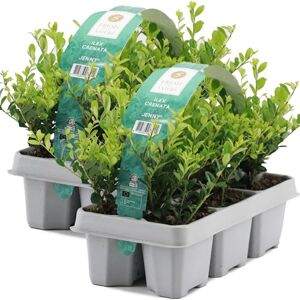 GardenersDream 12X Ilex Crenata 'Jenny' – Plantes de Haie Persistantes, Robustes et Faciles d’Entretien – Arbustes pour Bordures et Topiaires Toute l’Année - Publicité GardenersDream 12X Ilex Crenata 'Jenny' – Plantes de Haie Persistantes, Robustes et Faciles d’Entretien – Arbustes pour Bordures et Topiaires Toute l’Année - Publicité