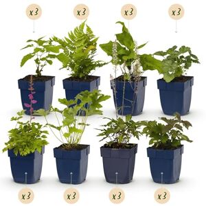 Green BoutiQ GreenboutiQ Kit de plantes vivaces Ombre 24 Plantes Vivaces Pour 3 m2 Couleurs Variées Peu d'Entretien Pot de 11 cm - Publicité Green BoutiQ GreenboutiQ Kit de plantes vivaces Ombre 24 Plantes Vivaces Pour 3 m2 Couleurs Variées Peu d'Entretien Pot de 11 cm - Publicité