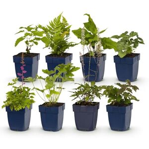 Green BoutiQ GreenboutiQ Kit de plantes vivaces Ombre 8 Plantes Vivaces Pour 1 m2 Couleurs Variées Peu d'Entretien Pot 11cm - Publicité Green BoutiQ GreenboutiQ Kit de plantes vivaces Ombre 8 Plantes Vivaces Pour 1 m2 Couleurs Variées Peu d'Entretien Pot 11cm - Publicité