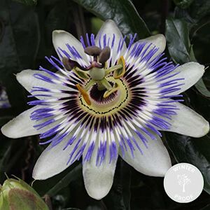 Bloomique - Passiflora caerulea - Plante grimpante - Publicité Bloomique - Passiflora caerulea - Plante grimpante - Publicité