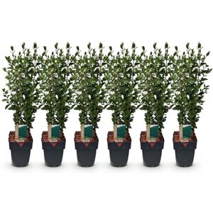 Green BoutiQ GreenboutiQ Plantes de haie Ligustrum ovalifolium feuillage vert 6 plantes 1 mètre linéaire persistant pot 17cm hauteur 60cm - Publicité Green BoutiQ GreenboutiQ Plantes de haie Ligustrum ovalifolium feuillage vert 6 plantes 1 mètre linéaire persistant pot 17cm hauteur 60cm - Publicité