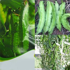 Monnadu Variétés de graines de légumes 20Pcs DIY Asperges Graines de pois Haricot ailé Farm Yard Jardin Délicieux légumes Enfants Débutants Jardiniers Cadeau - Publicité Monnadu Variétés de graines de légumes 20Pcs DIY Asperges Graines de pois Haricot ailé Farm Yard Jardin Délicieux légumes Enfants Débutants Jardiniers Cadeau - Publicité