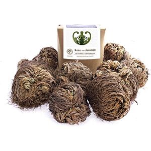 YAKEBA Lot de 10 roses de Jericho Petit Boîte cadeau Plante d'intérieur parfaite comme décoration ou comme mini terrarium/accessoire de jardin en bouteille - Publicité YAKEBA Lot de 10 roses de Jericho Petit Boîte cadeau Plante d'intérieur parfaite comme décoration ou comme mini terrarium/accessoire de jardin en bouteille - Publicité