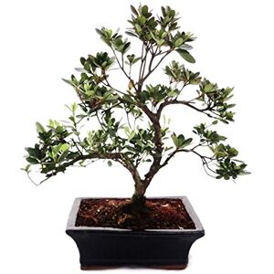 exotenherz Bonsai Rhododendron simsii Azalea 20cm pot Outdoor-Bonsai - Publicité exotenherz Bonsai Rhododendron simsii Azalea 20cm pot Outdoor-Bonsai - Publicité