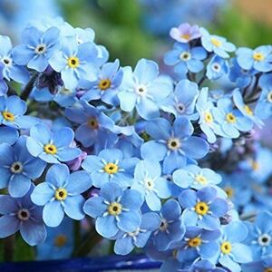 CHTING Lot de 500 graines de fleurs vivaces myosotis pour jardin extérieur, décoration de cour - Publicité