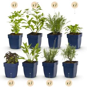 Green BoutiQ GreenboutiQ Kit de plantes vivaces Parfumé 24 Plantes vivaces Pour 3 m2 Couleurs variées Peu d'entretien Pot 11cm - Publicité Green BoutiQ GreenboutiQ Kit de plantes vivaces Parfumé 24 Plantes vivaces Pour 3 m2 Couleurs variées Peu d'entretien Pot 11cm - Publicité