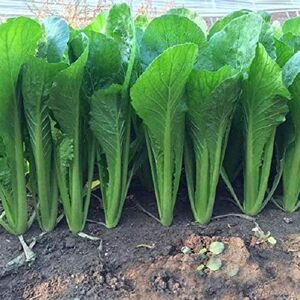 XQxiqi689sy 3000pcs Graines De Chou Chinois Plante De Légumes De Jardin De Nutrition Graines de Pak Choi - Publicité XQxiqi689sy 3000pcs Graines De Chou Chinois Plante De Légumes De Jardin De Nutrition Graines de Pak Choi - Publicité