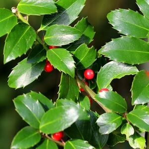 Green BoutiQ GreenboutiQ Plantes de haie Ilex Blue maid feuillage vert 8 plantes 1 mètre linéaire persistant pot 9cm hauteur 25-30cm - Publicité Green BoutiQ GreenboutiQ Plantes de haie Ilex Blue maid feuillage vert 8 plantes 1 mètre linéaire persistant pot 9cm hauteur 25-30cm - Publicité