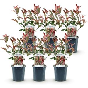 Green BoutiQ GreenboutiQ Plantes de haie Photinia fraseri Carre Rouge vert rouge 6 plantes 1 mètre linéaire persistant pot 17cm hauteur 55cm - Publicité Green BoutiQ GreenboutiQ Plantes de haie Photinia fraseri Carre Rouge vert rouge 6 plantes 1 mètre linéaire persistant pot 17cm hauteur 55cm - Publicité