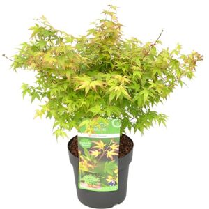 Bloomique - Acer palmatum 'Little Princess' - 40-50 cm - Plante - Publicité Bloomique - Acer palmatum 'Little Princess' - 40-50 cm - Plante - Publicité