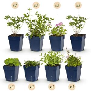 Green BoutiQ GreenboutiQ Kit de plantes vivaces Couverture du sol 24 Plantes vivaces Pour 3 m2 Couleurs variées Peu d'entretien Pot 11cm - Publicité Green BoutiQ GreenboutiQ Kit de plantes vivaces Couverture du sol 24 Plantes vivaces Pour 3 m2 Couleurs variées Peu d'entretien Pot 11cm - Publicité