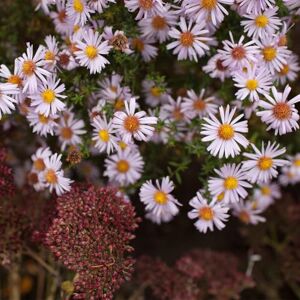 Bloomique Lot de 6 Aster Apollo Aster de la Saint-Michel Plantes jardin Floraison abondante Rustique Vivace Couvre-sol Hauteur 10-20 cm Pot 9 cm - Publicité Bloomique Lot de 6 Aster Apollo Aster de la Saint-Michel Plantes jardin Floraison abondante Rustique Vivace Couvre-sol Hauteur 10-20 cm Pot 9 cm - Publicité