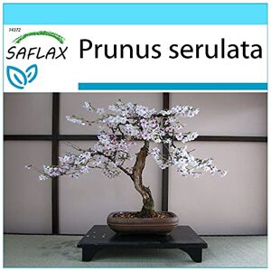 SAFLAX Kit cadeau Cerisier du Japon 30 graines Prunus serulata - Publicité