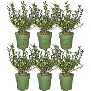 Plants by Frank 1 mètre linéaire de haie de houx Ilex crenata ‘Jenny’® Houx crénelé Plante de haie au feuillage vert Haie persistante Plantes d’extérieur Jardin - Publicité Plants by Frank 1 mètre linéaire de haie de houx Ilex crenata ‘Jenny’® Houx crénelé Plante de haie au feuillage vert Haie persistante Plantes d’extérieur Jardin - Publicité