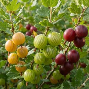 DUTCH BULBS EXCLUSIVE PLANTS FROM HOLLAND Groseille à Maquereau Collection 3 Plantes Vivaces & Résistantes Plantes de Hollande Pour Jardin et Pots Fruits Frais du Jardin (pas de graines, pas artificiel) - Publicité DUTCH BULBS EXCLUSIVE PLANTS FROM HOLLAND Groseille à Maquereau Collection 3 Plantes Vivaces & Résistantes Plantes de Hollande Pour Jardin et Pots Fruits Frais du Jardin (pas de graines, pas artificiel) - Publicité