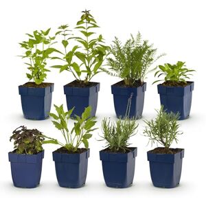 Green BoutiQ GreenboutiQ Kit de plantes vivaces Parfumé 8 Plantes vivaces Pour 1 m2 Couleurs variées Peu d'entretien Pot 11cm - Publicité Green BoutiQ GreenboutiQ Kit de plantes vivaces Parfumé 8 Plantes vivaces Pour 1 m2 Couleurs variées Peu d'entretien Pot 11cm - Publicité