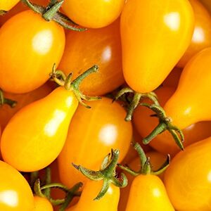 World Of Flowers Graines de tomate poire jaune Lycopersicon esculentum 120 graines - Publicité World Of Flowers Graines de tomate poire jaune Lycopersicon esculentum 120 graines - Publicité